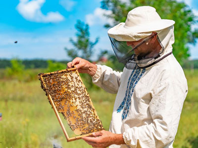 جشنواره زنبور عسل