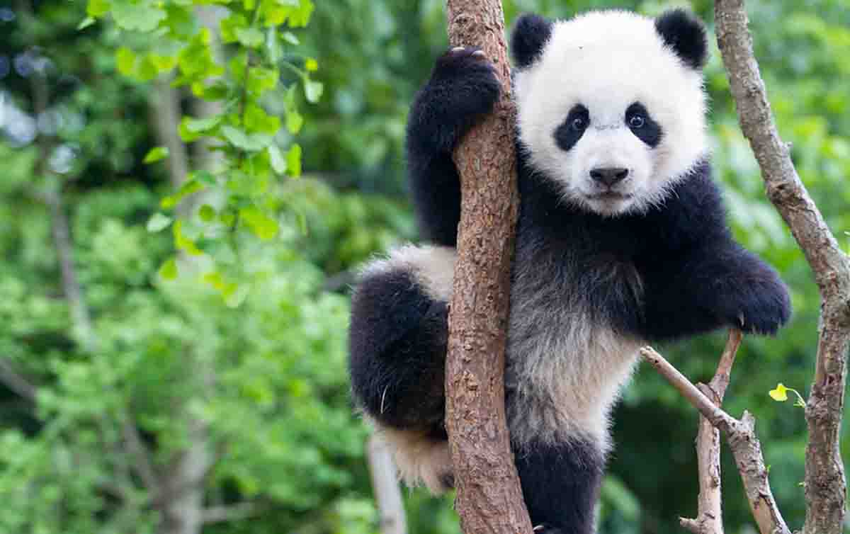 خرس پاندای غول پیکر