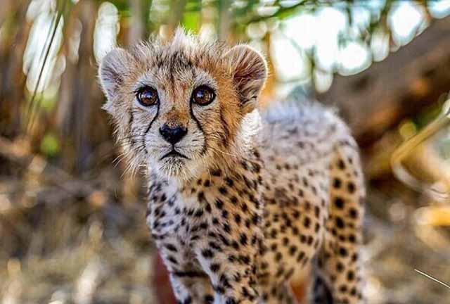 پیروز ایران