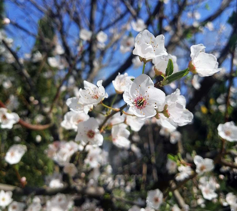 شکوفه های بهاری