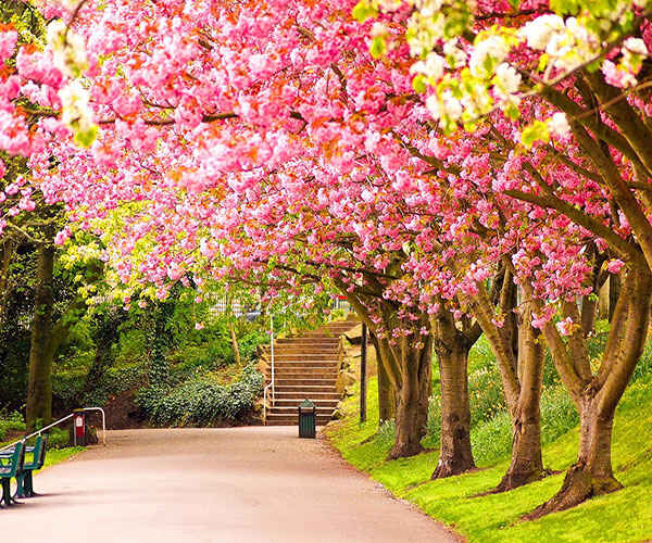 دانستنیهای بهاری