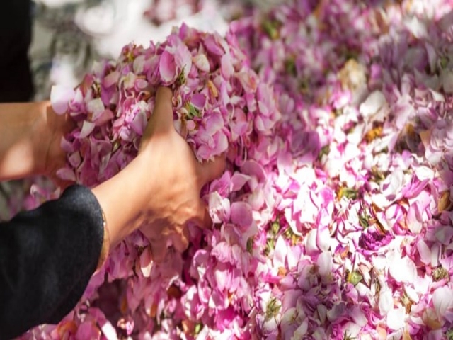 برگزاری جشنواره گل و گلاب در دریاچه چیتگر