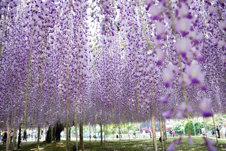 پارک گل‌های آشیکاگا