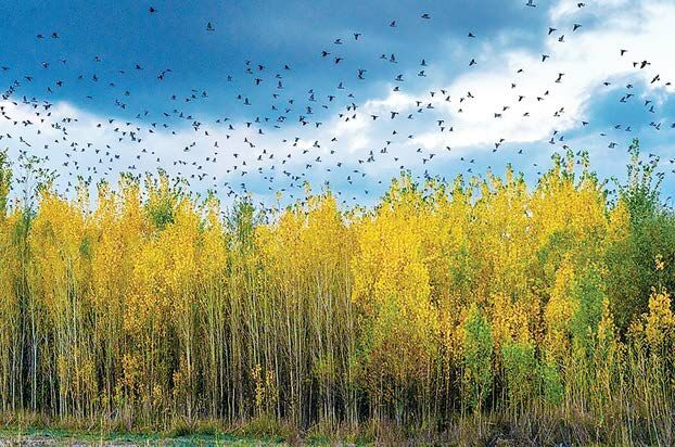 8 شهریور؛ جشن خزان