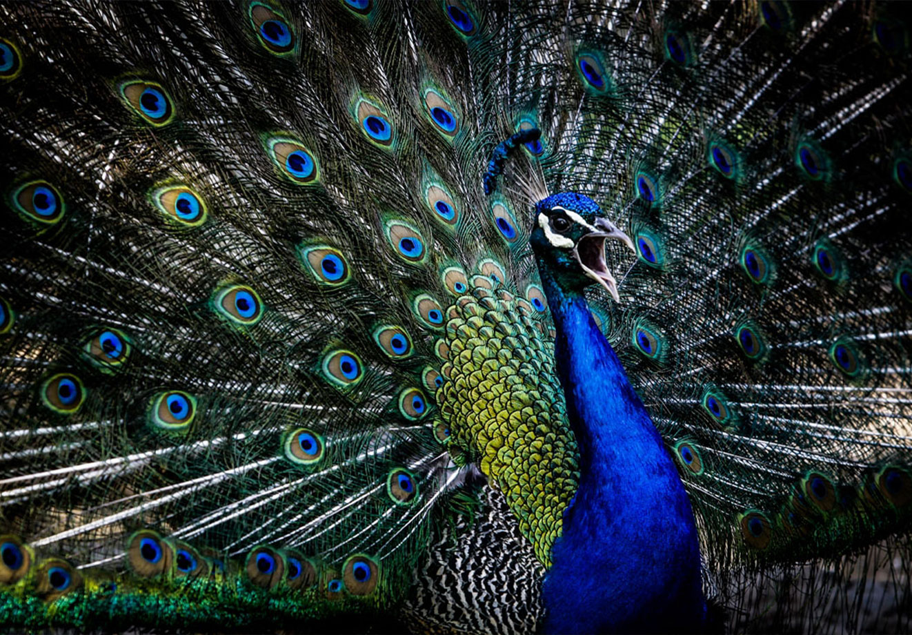 باغ پرندگان تهران ، بزرگترین باغ پرندگان کشور