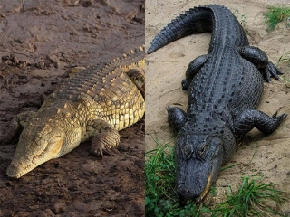تفاوت تمساح با کروکودیل و سوسمار چیست؟
