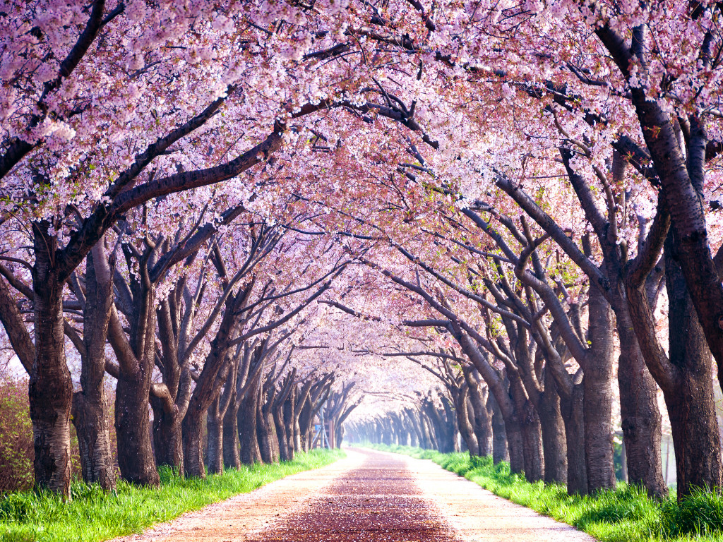 درخت شکوفه گیلاس