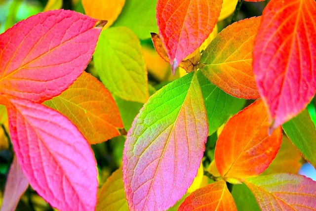 برگ های رنگارنگ