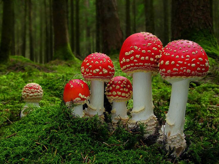 آموزش پرورش قارچ در منزل