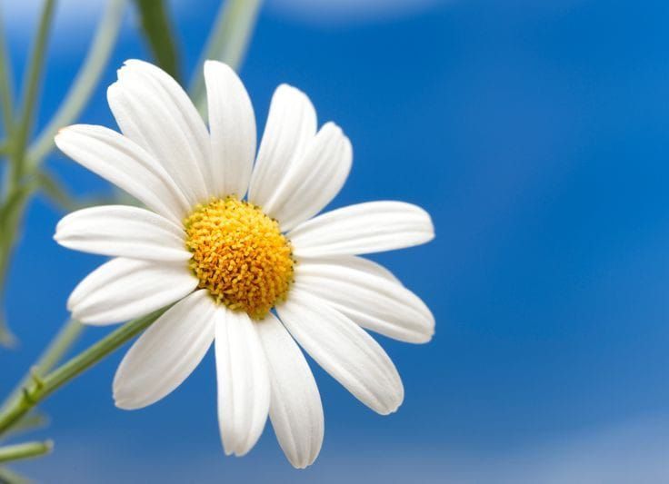 شعر «خوشحال و شاد و خندان»