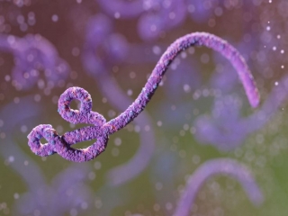 بیماری ویروس ابولا، پیشگیری و درمان