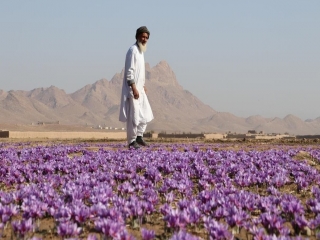 صادرات ۶۷ تن زعفران در افغانستان