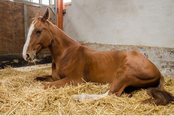 داستان خرید اسب شل