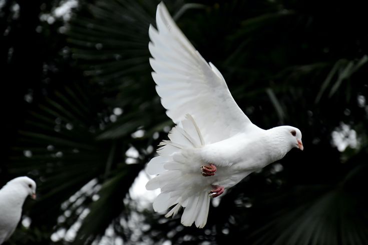 مُهر نماز و فلسفه آن