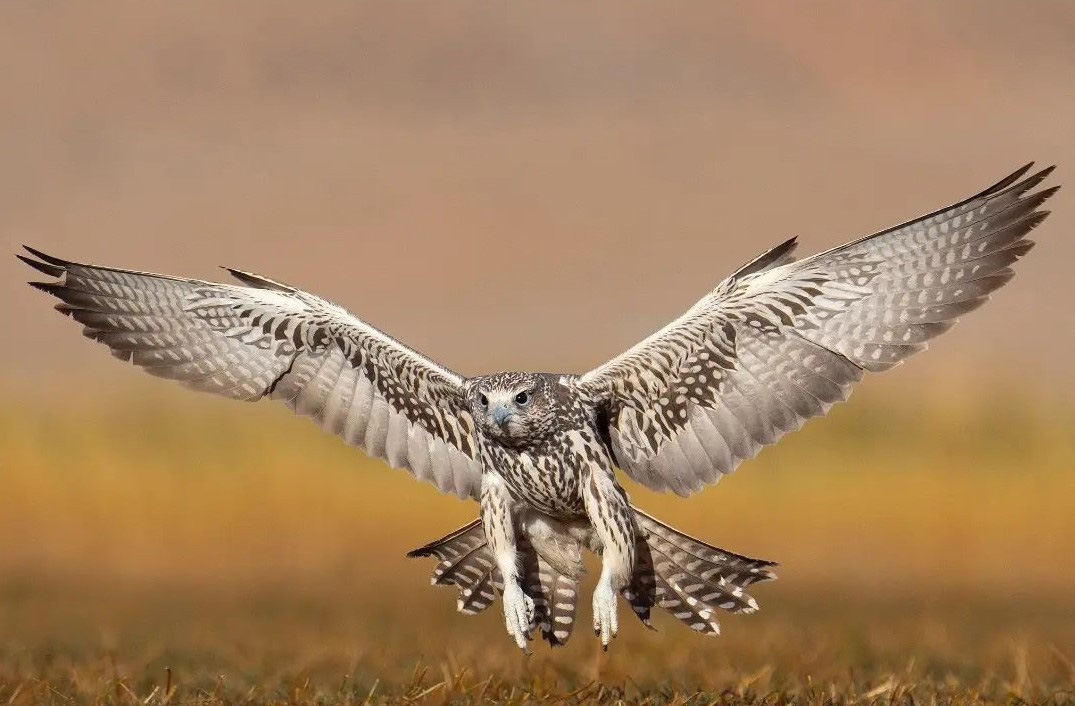 شاهین بالابان