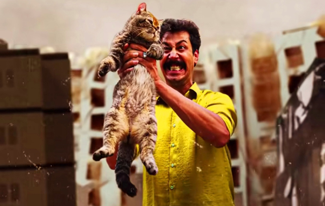 فیلم سال گربه