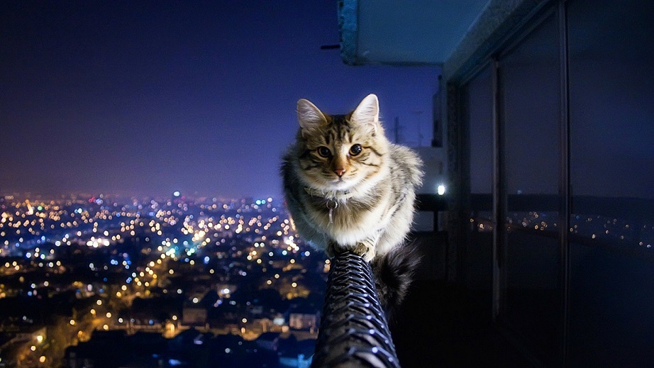 گربه 