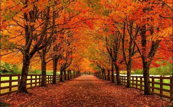 عکس های زیبای پاییزی