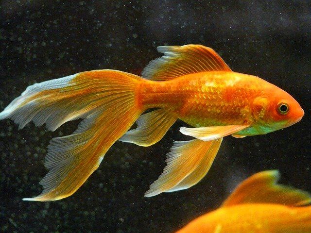 نحوه نگهداری صحیح از ماهی گلدفیش نحوه نگهداری صحیح از ماهی گلدفیش