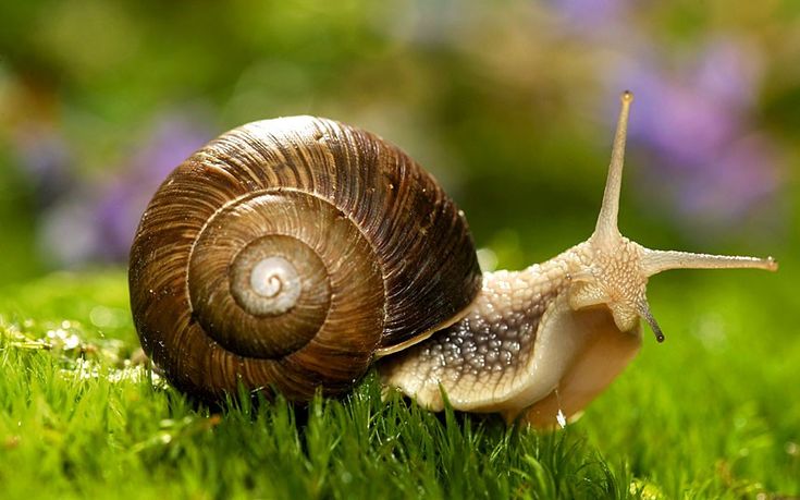شگفتیهای حلزون شگفتیهای حلزون