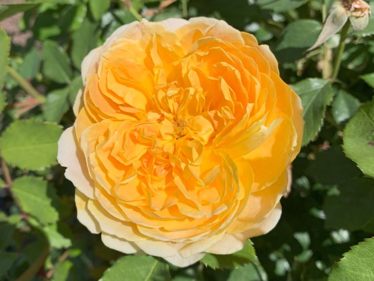 رُزهای زرد رنگ رؤیایی