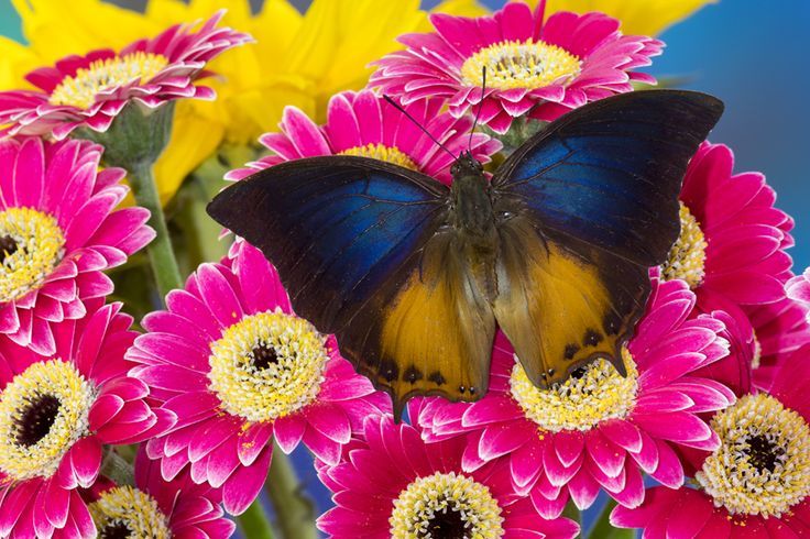 عکس پروانه های رنگی و زیبا