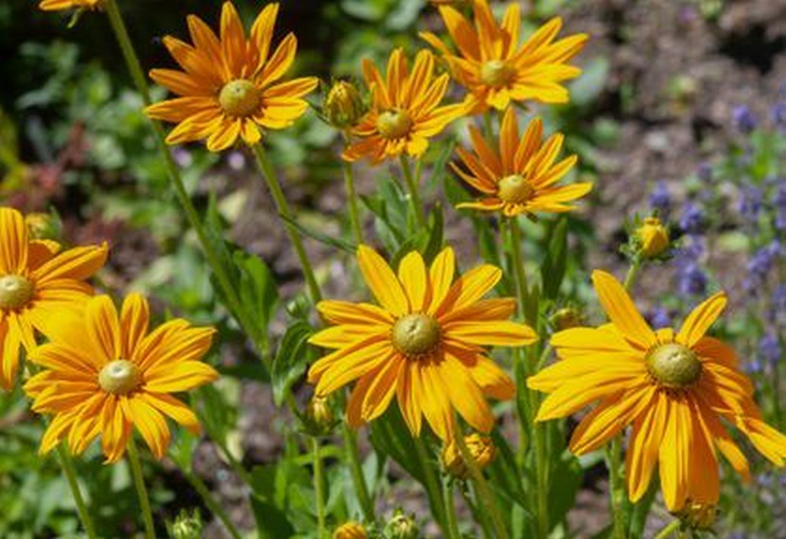 عکاسی آسمونی از یاس زرد بهاری