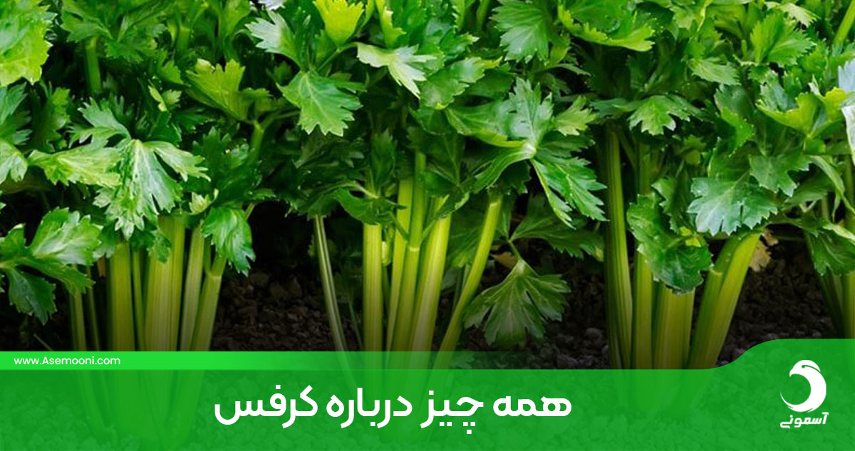 همه چیز درباره کرفس + خواص شگفت انگیز آن