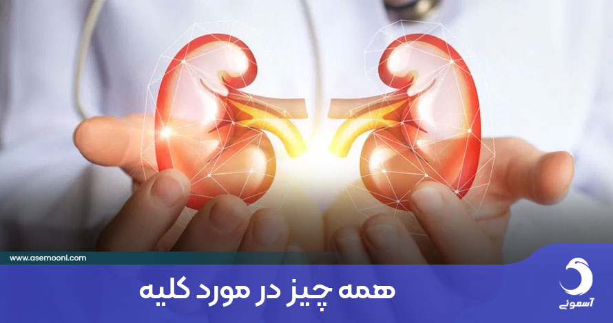 همه چیز در مورد کلیه