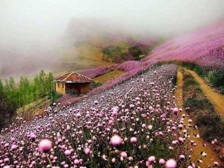 عکس های بهاری از ایران
