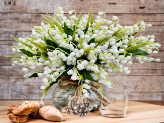 گل موگه