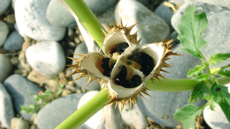 مخدر اسکوپولامین یا نفس شیطان چیست؟