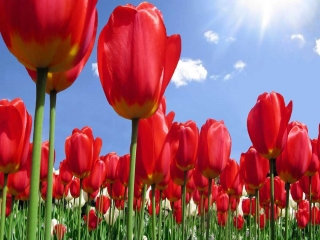 عکس های زیبا از گل لاله