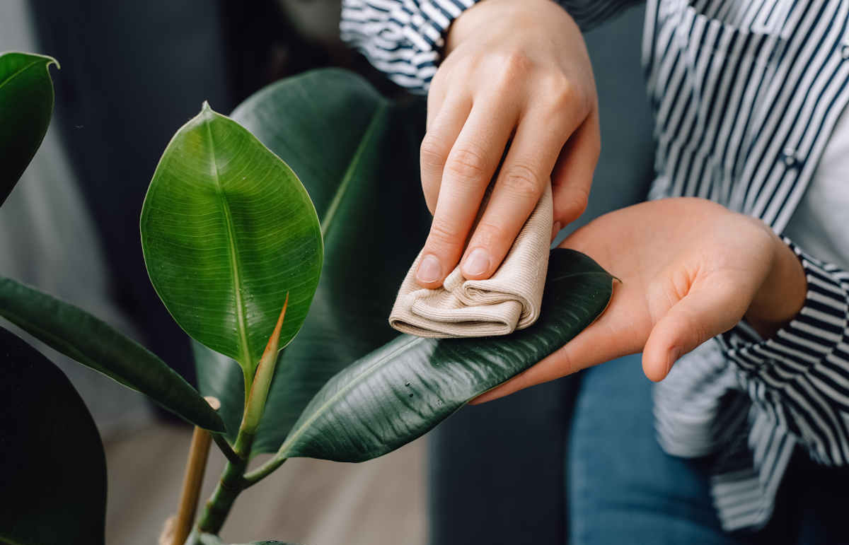روش تمیز کردن گیاهان آپارتمانی برای عید