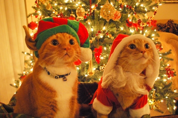 عکس های حیوانات بامزه در لباس کریسمس