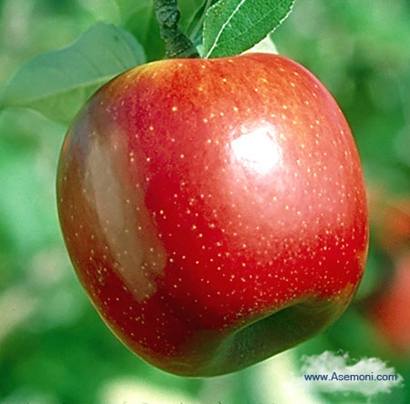 آشنایی با 10 فایده شگفت‌ انگیز سیب
