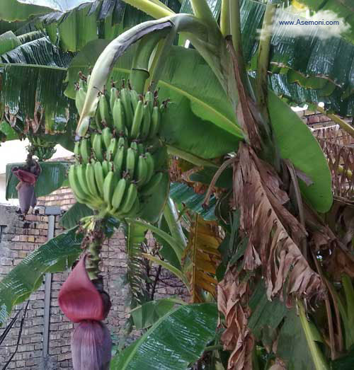 banana-tree1