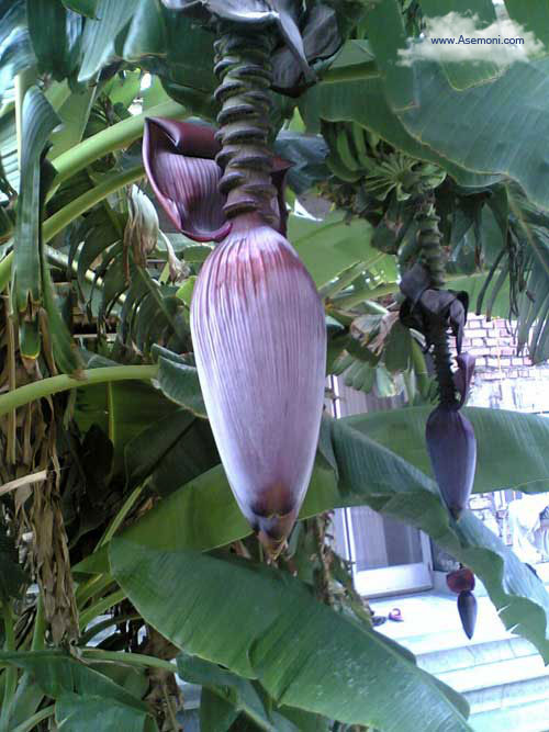 banana-tree2