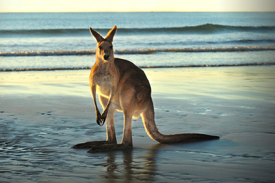 kangaroo