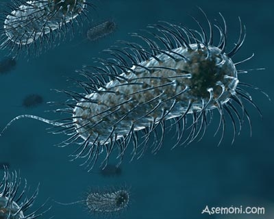 معرفی بیماری بوتلیسم