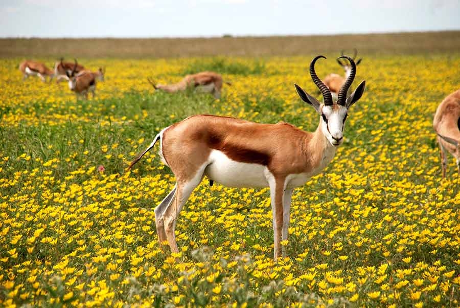 زندگی بز کوهی