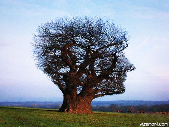 سلامت روان چیست؟