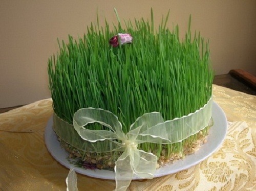 روش کاشت سبزه عید نوروز