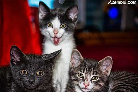 خنده دارترین عکس های جهان