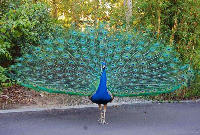پرنده طاووس