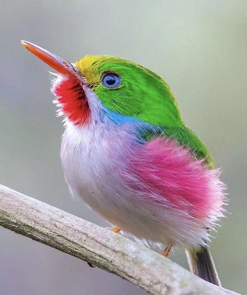 پرنده رنگین کمانی
