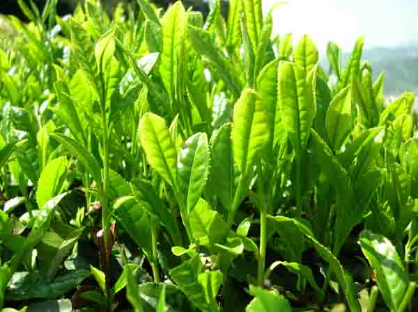 Green_tea_leaves
