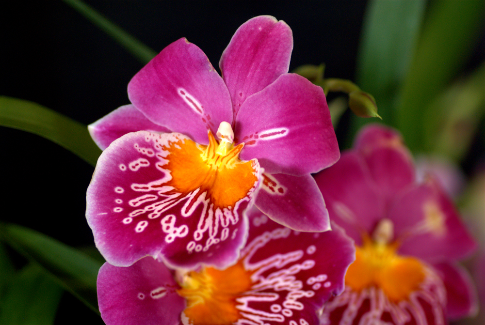 Miltonia_at_the_Pacific_Orchid_Exposition_2010_2
