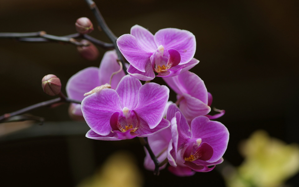 Beautiful orchids - Philippine islands