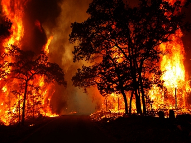 علت آتش سوزی در جنگل ها